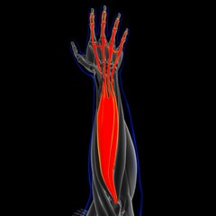 Extensor Digitorum Muscle Anatomy For Medical Concept 3D Illustration