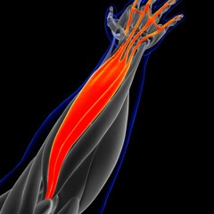 Obraz na płótnie Canvas Extensor Digitorum Muscle Anatomy For Medical Concept 3D Illustration