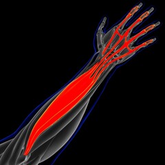 Extensor Digitorum Muscle Anatomy For Medical Concept 3D Illustration