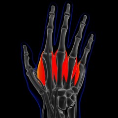 Obraz na płótnie Canvas Dorsal Interossei Muscle Anatomy For Medical Concept 3D Illustration