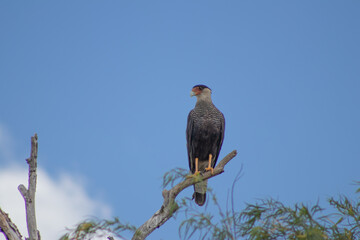 Carancho - Ave rapaz