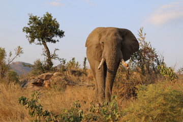 Fototapeta premium Afrikanischer Elefant / African elephant / Loxodonta africana