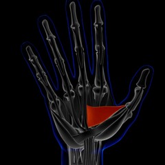 Adductor Pollicis Muscle Anatomy For Medical Concept 3D Illustration