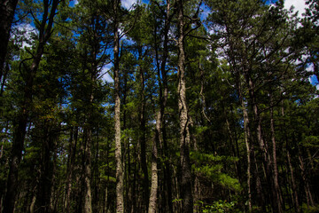 In the Pines