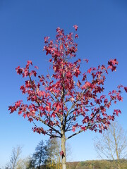 Roter Ahorn im Herbst red maple tree in autumn