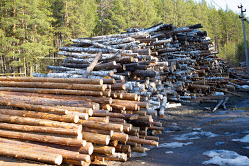 Stacks of logs of birch (woodpile, stacking of round wood). Timber industry. Log yard.