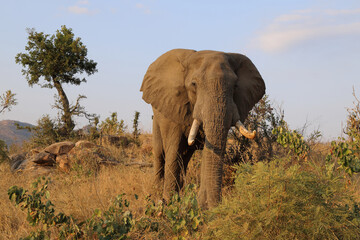 Afrikanischer Elefant / African elephant / Loxodonta africana
