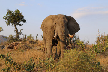 Fototapeta premium Afrikanischer Elefant / African elephant / Loxodonta africana