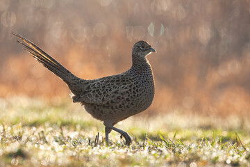 Female common pheasant, phasianus colchicus, walking on grass during raining in spring. Brown wild hen moving on meadow in rain. Animal wildlife going on field in drizzling backlit by sun.