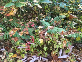 autumn leaves in a garden