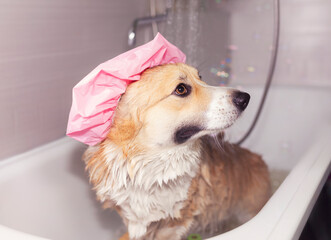 funny Corgi dog washes in the bathroom in a shower cap and smiles contentedly
