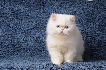 White Persian