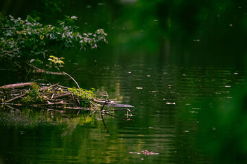 Étant naturel, fond d'écran rivière de couleur verte