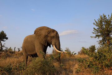 Fototapeta premium Afrikanischer Elefant / African elephant / Loxodonta africana