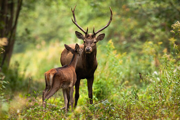 Naklejka na ściany i meble Two red deer, cervus elaphus, standing close together and touching with noses in woodland in summer nature. Wild animals couple looking to each other in forest. Stag and hind smelling in wilderness.