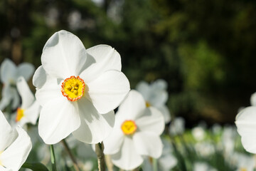 Bright colored white daffodils in early spring light with a bokeh in the background