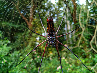 A red legged spider hanging on the Web.