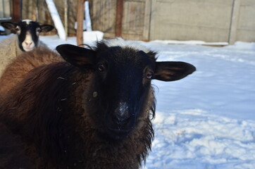 domestic sheep in winter on a private farm