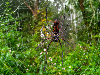A brown spider having long red black legs.