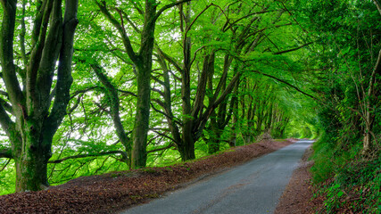 Leafy Hampshire Lane in the South Downs