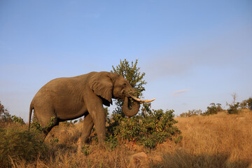 Fototapeta premium Afrikanischer Elefant / African elephant / Loxodonta africana