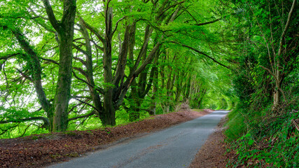 Obraz premium Leafy Hampshire Lane in the South Downs