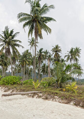 Coconut palms on the paradise coconut island