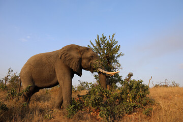 Fototapeta premium Afrikanischer Elefant / African elephant / Loxodonta africana