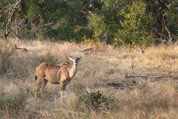 Fototapeta na wymiar Großer Kudu / Greater Kudu / Tragelaphus strepsiceros.