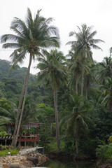  Coconut palms on the paradise coconut island