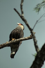 Carancho - Ave rapaz