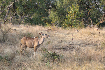 Großer Kudu / Greater Kudu / Tragelaphus strepsiceros.