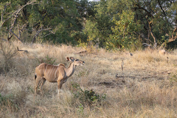 Großer Kudu / Greater Kudu / Tragelaphus strepsiceros.