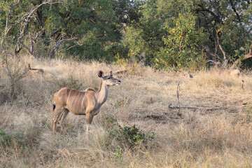Großer Kudu / Greater Kudu / Tragelaphus strepsiceros.