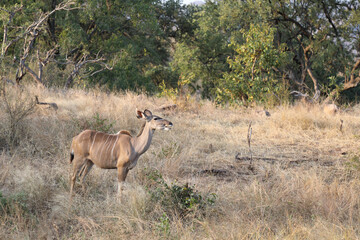 Großer Kudu / Greater Kudu / Tragelaphus strepsiceros.