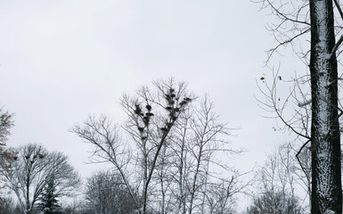 Nests of birds in the winter forest