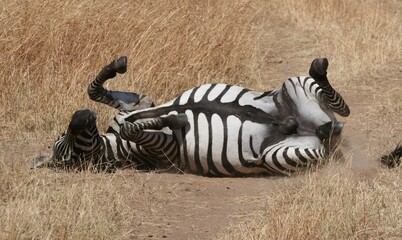 zebra rolls on the ground in the park
