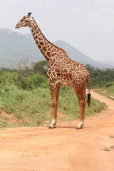 giraffe in the wild standing on the road