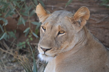 portrait of a lioness