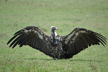 vulture with stretched wings as in flight