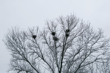 Nests of birds in the winter forest