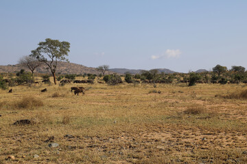 Fototapeta na wymiar Warzenschwein und Kaffernbüffel / Warthog and Buffalo / Phacochoerus africanus et Syncerus caffer