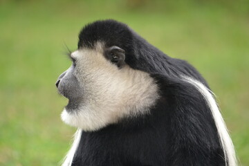 black and white colobus monkey