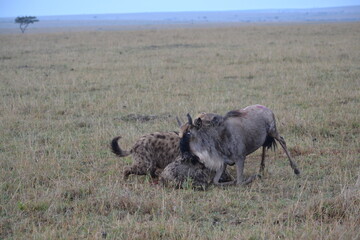 hyenas killing a wildebeests