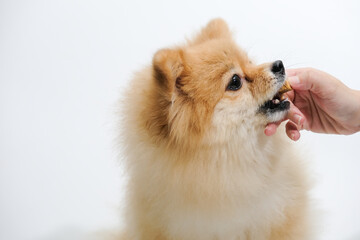 Fototapeta na wymiar Small dog breeds or Pomeranian with brown hairs on white background It smelling a snack that owner giving to it