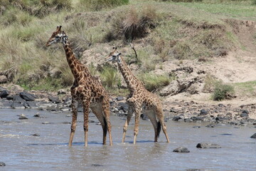 Fototapeta na wymiar giraffe walking in the waters in the mara