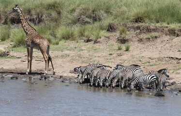 Fototapeta na wymiar zebras and wildebeest in a river crossing