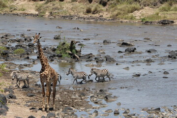 Fototapeta na wymiar giraffe heading zebras crossing river