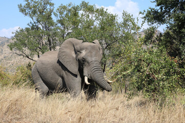 Afrikanischer Elefant / African elephant / Loxodonta africana