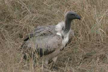 vulture on the ground